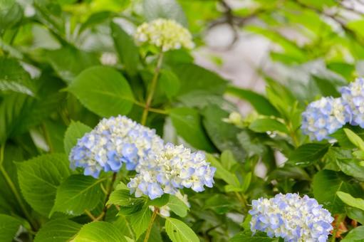 Blue hydrangea blooming after the rain, JPG Blue hydrangea blooming after the rain, JPG