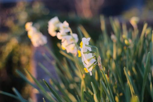 早朝の日差しを浴びるスイセンの花 早朝の日差しを浴びるスイセンの花の写真