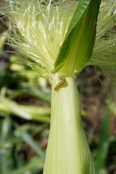 ヤングコーンについた虫01 ヤングコーンについた虫01 トウモロコシ,ヤングコーン,ベビーコーンの写真素材