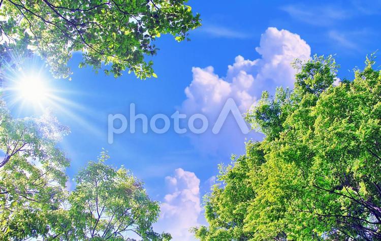 初夏のイメージ/新緑と夏の空雲 新緑,初夏,空の写真素材