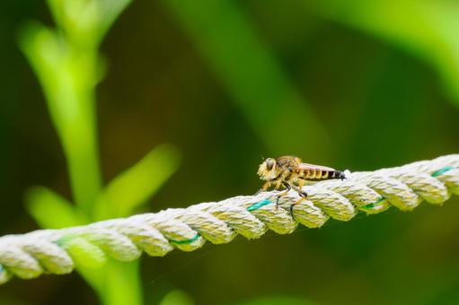 Photo, insect, shioyab, creatures, 
