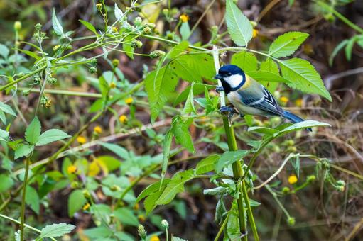 シジュウカラ(100)の写真