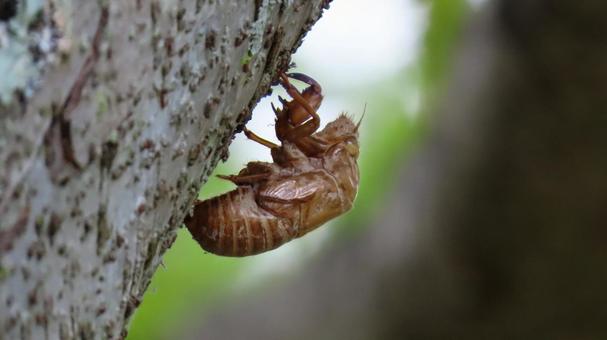 蝉の抜け殻 空蝉,うつせみ,アブラゼミの写真素材