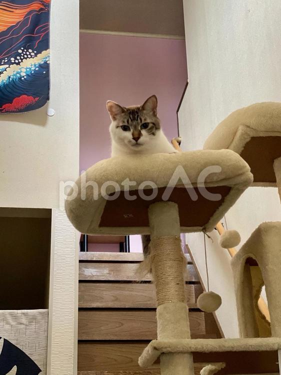 キャットタワーから覗くシャムミックス猫 猫,シャムトラ,かわいいの写真素材