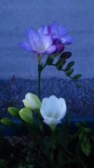 なにげない花 なにげない花の写真