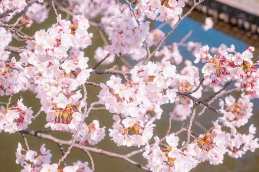 満開の桜 満開の桜の写真