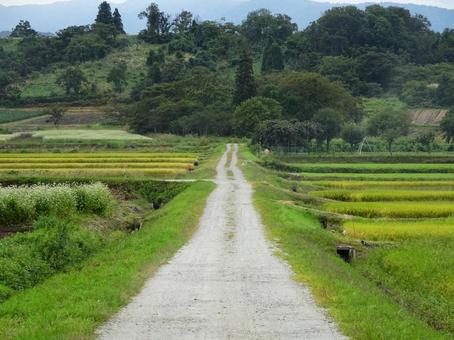 まっすぐ伸びた田舎道 まっすぐ伸びた田舎道の写真