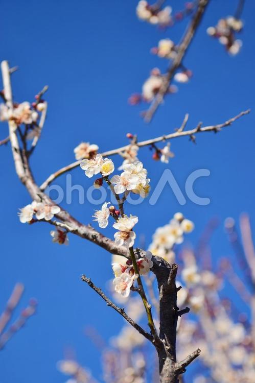 ＜春のイメージ＞梅の花 梅,花,梅の花の写真素材