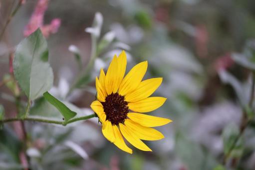 黄色い花びらの小型ひまわりの花のアップ 黄色い,花びら,小型の写真素材