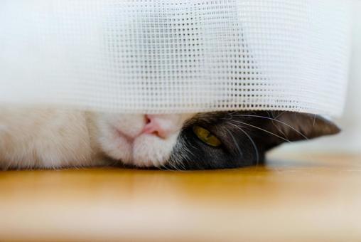 カーテンの隙間から見る猫 カーテンの隙間から見る猫,猫,ねこの写真素材