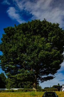 公園:青空と雲 公園:青空と雲の写真