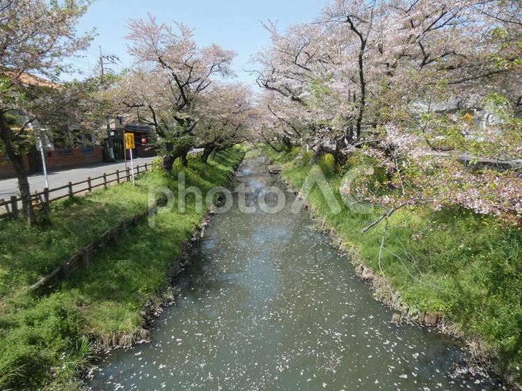 新河岸川　桜の通り 新河岸川,桜,通りの写真素材