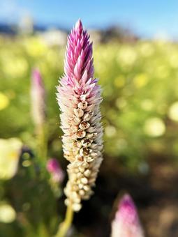 ケイトウのクローズアップ 空,ケイトウ,クローズアップの写真素材