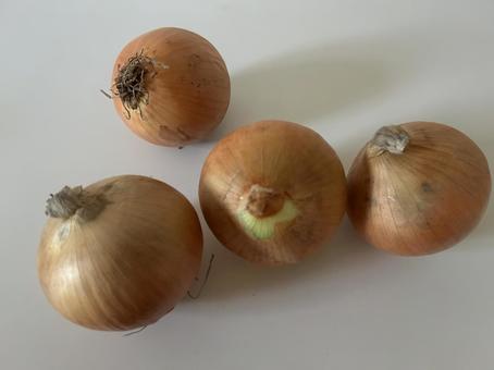 玉ねぎ 玉ねぎ 玉ねぎ,玉葱,茶色の写真素材