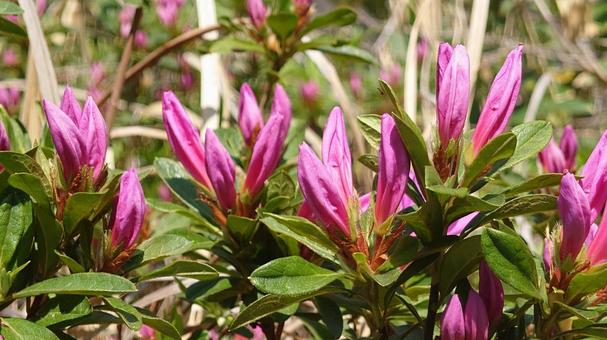 Photo, বসন্ত, হাইকিং, ট্রেকিং, 