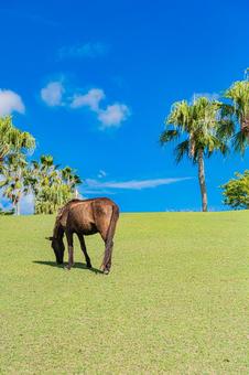 鹿児島　開聞山麓自然公園（トカラ馬牧場） 開聞山麓自然公園,トカラ馬牧場,開聞岳の写真素材