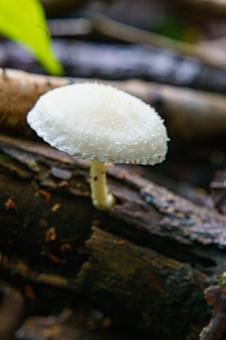 日陰に生える白いキノコ 日陰に生える白いキノコ キノコ,きのこ,茸の写真素材