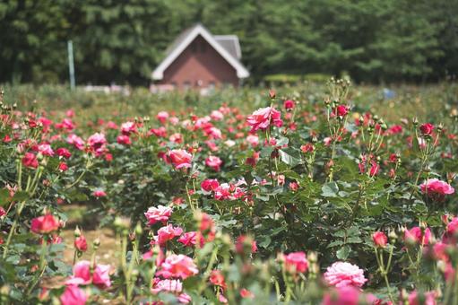 バラの園 バラの園 バラ,薔薇,花の写真素材