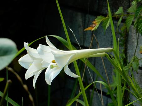 【花の写真】タカサゴユリ(高砂百合) 【花の写真】タカサゴユリ(高砂百合)の写真