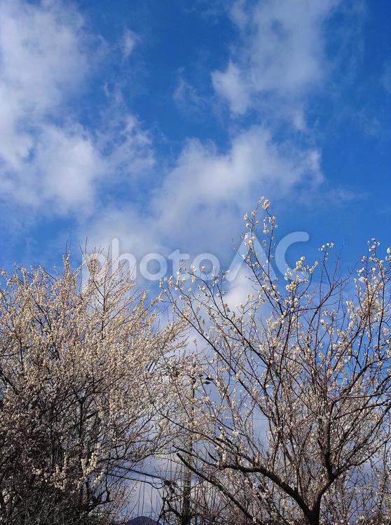 梅の木と早春の空 梅,白い花,梅の木の写真素材