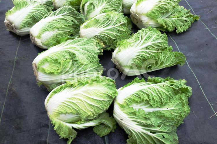 収穫した白菜04 白菜,収穫,畑の写真素材