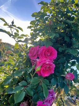 薔薇 花,薔薇,バラの写真素材