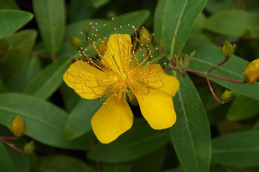 ビヨウヤナギ ビヨウヤナギ ビヨウヤナギ,未央柳,美容柳の写真素材