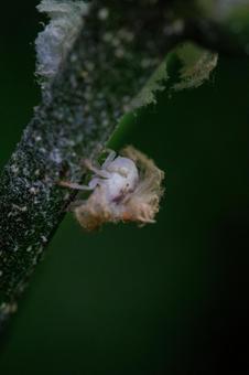 ふわふわとした白い生毛のハゴロモの幼虫 ふわふわとした白い生毛のハゴロモの幼虫 昆虫,虫,自然の写真素材