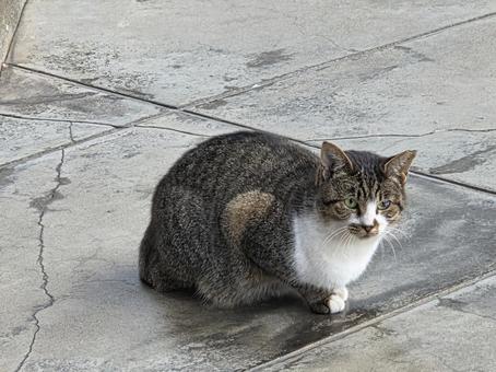 ねこ ねこ,ネコ,野良猫の写真素材