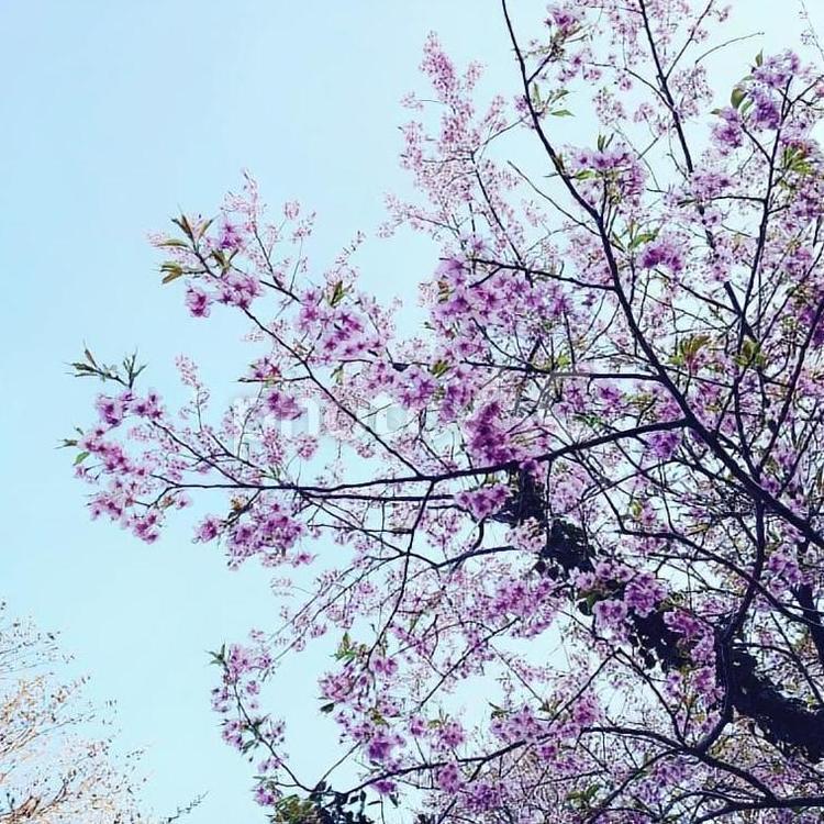 青空の下の桜 自然,春,晴れの写真素材