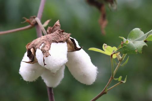 ワタの実（コットンボール） ワタ,実,コットンボールの写真素材
