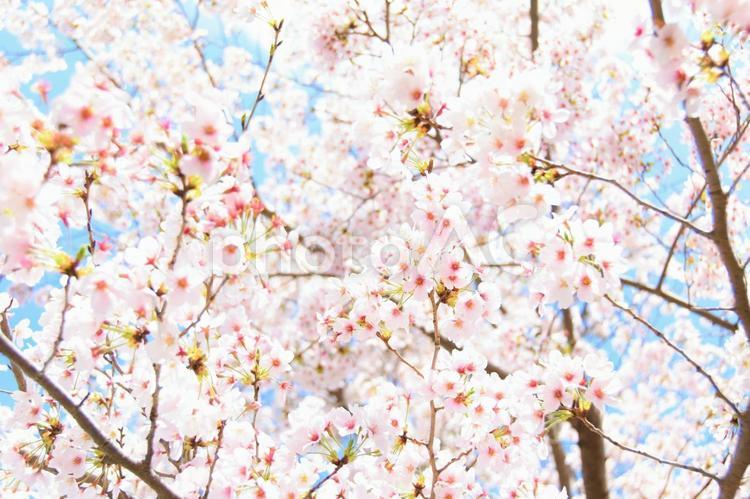桜と青空 桜,青空,さくらの写真素材