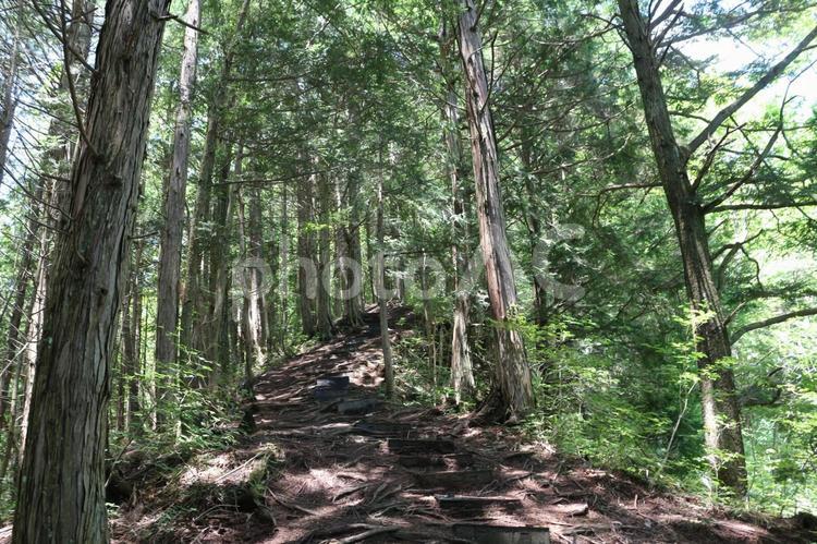 深緑の森　北アルプス鍬の峰　登山道 信州,大町,大町市常盤区の写真素材
