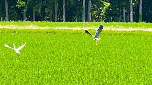 夏の田園風景(石川・白山市) 夏の田園風景(石川・白山市) 田舎,田んぼ,田園の写真素材