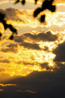 GOLDSKY GOLDSKYの写真