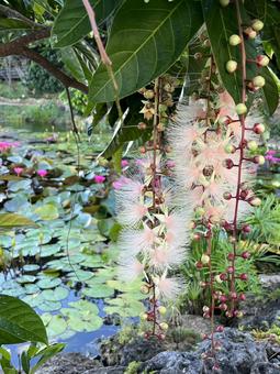 宮古島の花(サガリバナ) 宮古島の花(サガリバナ)の写真