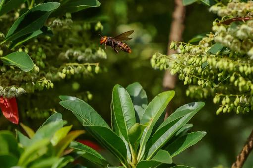 スズメバチ スズメバチ,蜂,獰猛の写真素材