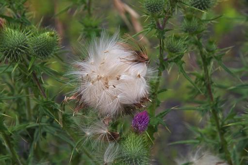 アメリカオニアザミ アメリカオニアザミ,亜米利加鬼薊,cirsiumの写真素材