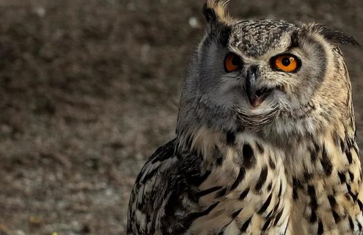 フクロウ フクロウの写真