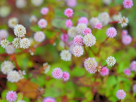 ヒメツルソバ2 ヒメツルソバ,ポリゴナム,カバープランツの写真素材