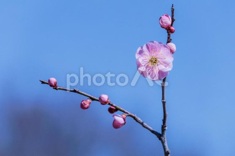 淡いピンク色が可愛い早春の梅の花 桃の花,ももの花,モモの花の写真素材