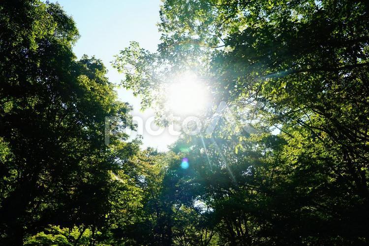 木漏れ日 こもれび,森,太陽の写真素材