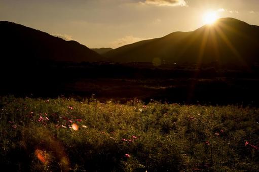 <素材>夕暮れのコスモス畑の風景 <素材>夕暮れのコスモス畑の風景の写真