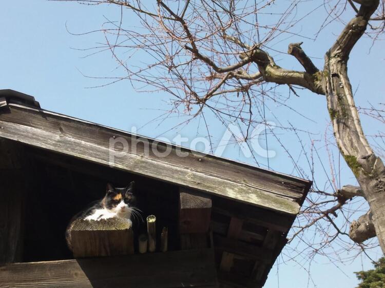 軒下の猫 猫,木,田舎の写真素材
