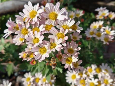 野菊と蜂 キク科,秋,小花の写真素材
