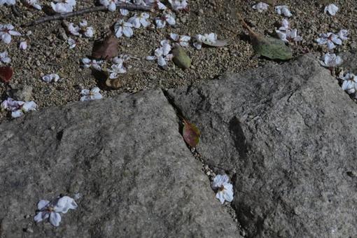 石畳と砂地に舞い落ちた桜の花びら 石畳と砂地に舞い落ちた桜の花びら 桜,花びら,石畳の写真素材