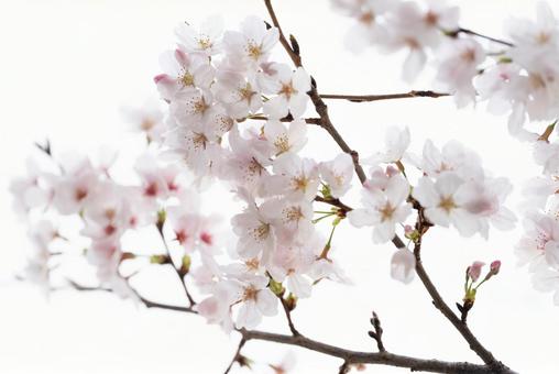 桜#6 桜#6の写真