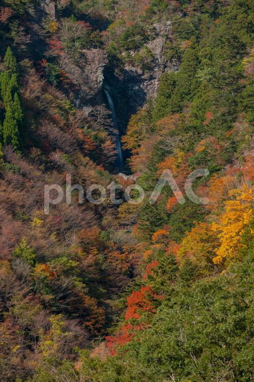 大荒の滝と紅葉 秋,紅葉,滝の写真素材