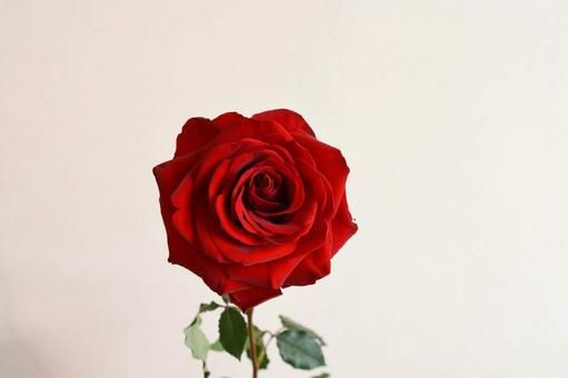 赤いばら 薔薇,ばら,バラの写真素材