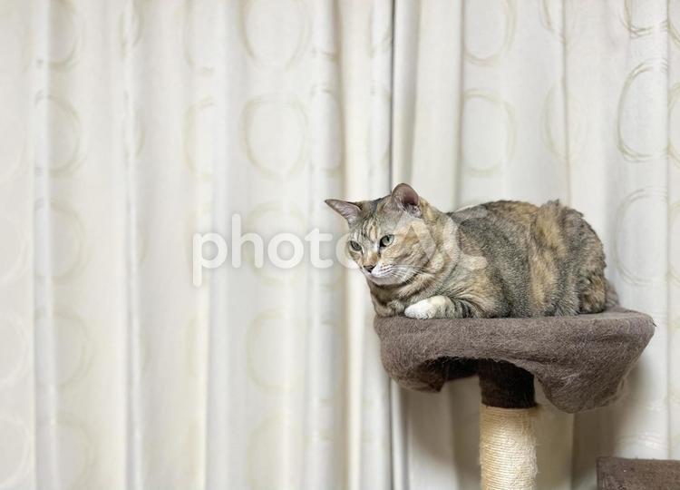 キャットタワーに香箱で座る茶キジ猫 猫,カーテン,テキストスペースの写真素材